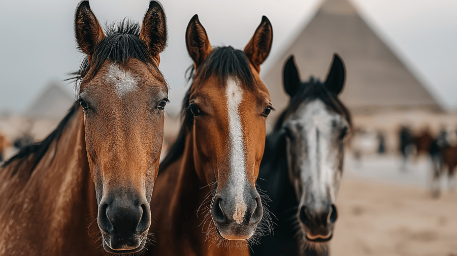 Egyptian Horses puzzle preview